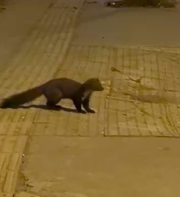 Yalova şehir merkezinde görülen sansar, vatandaşları şaşırttı. Şehit Ömer Faydalı