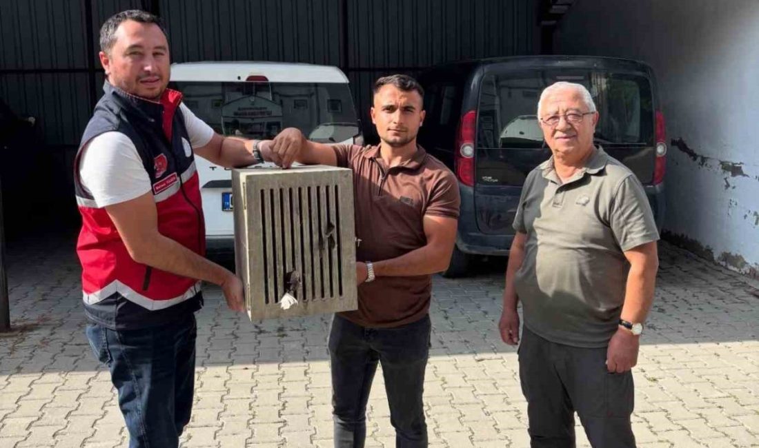 Yaralı halde bulunan leylek, koruma altına alındı Kastamonu’nun Devrekani ilçesinde yaralı halde bulunan leylek, Devrekani İlçe Tarım