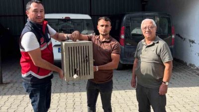 Kastamonu’nun Devrekani ilçesinde yaralı halde bulunan leylek, Devrekani İlçe Tarım