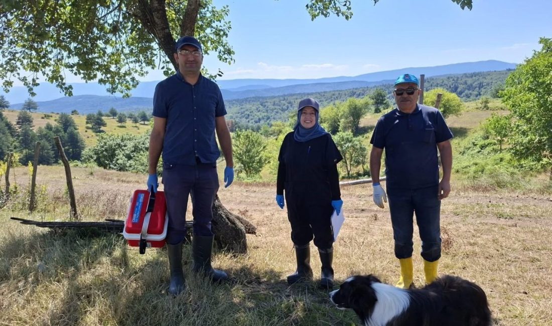 Düzce’nin Kaynaşlı ilçesine bağlı Dipsizgöl Yaylası’nda küçükbaş hayvanların sağlığını korumak