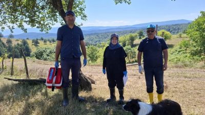 Düzce’nin Kaynaşlı ilçesine bağlı Dipsizgöl Yaylası’nda küçükbaş hayvanların sağlığını korumak