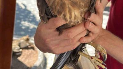 Kastamonu’nun İhsangazi ilçesinde bir vatandaş tarafından yaralı halde bulunan kuş