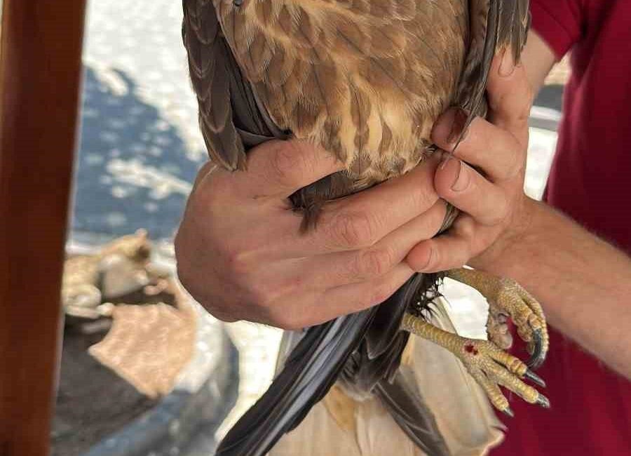 Kastamonu’nun İhsangazi ilçesinde bir vatandaş tarafından yaralı halde bulunan kuş