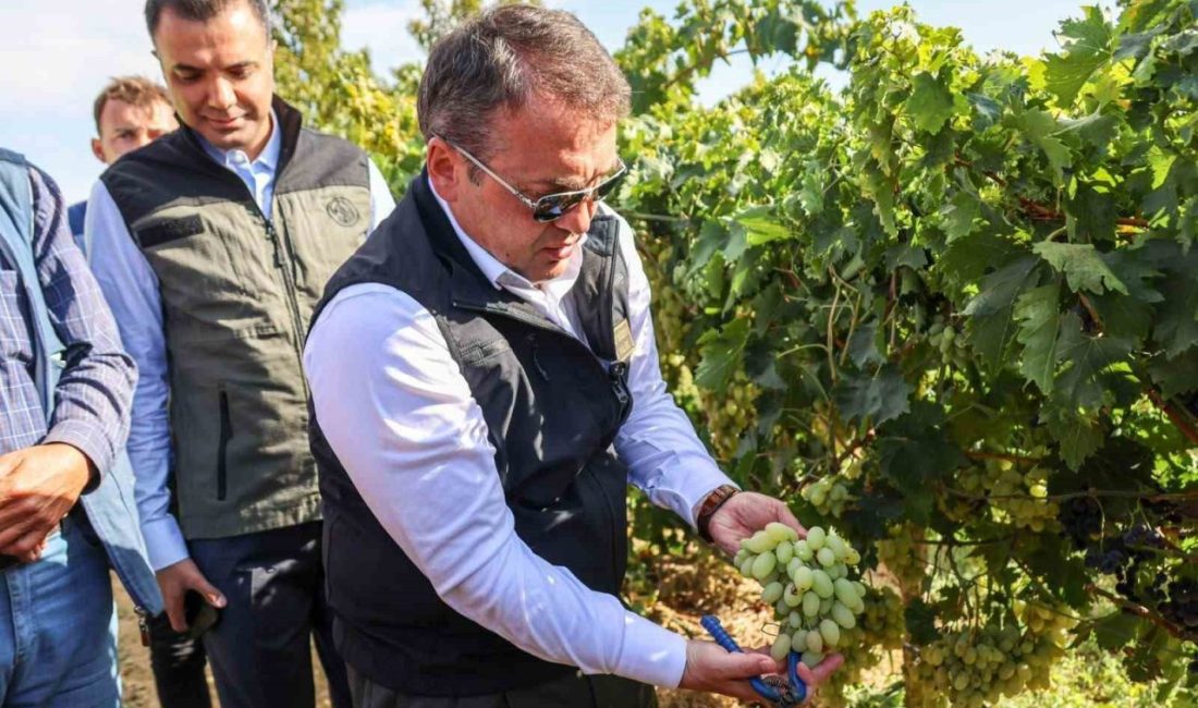 Bilecik genelinde 10 bin 107 dekar bağ alanında yetiştirilen yaklaşık