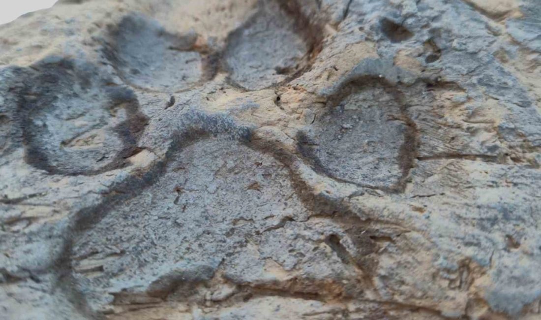 Tavşanlı Höyük’te 4 bin yıllık köpek pati izleri bulundu 🔊 Haberi Sesli Dinle Hazır ▶ Dinle ⏸ Duraklat ⏹