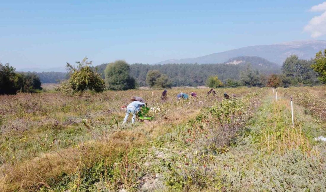 Mudurnu’da aronya yetiştiren çift, üretimi geliştirmek için yeniden üniversiteye başladı Bolu’nun Mudurnu ilçesinde Ömer ve Tezay Acar çifti, 5 yıl