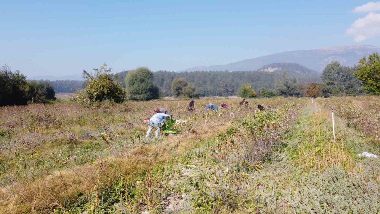 Mudurnu’da aronya yetiştiren çift, üretimi geliştirmek için yeniden üniversiteye başladı Bolu’nun Mudurnu ilçesinde Ömer ve Tezay Acar çifti, 5 yıl