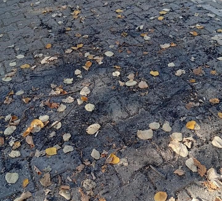 Bilecik’te Ali Ersoy Parkı’nda yakılan ateş tepki çekti 🔊 Haberi Sesli Dinle Hazır ▶ Dinle ⏸ Duraklat ⏹
