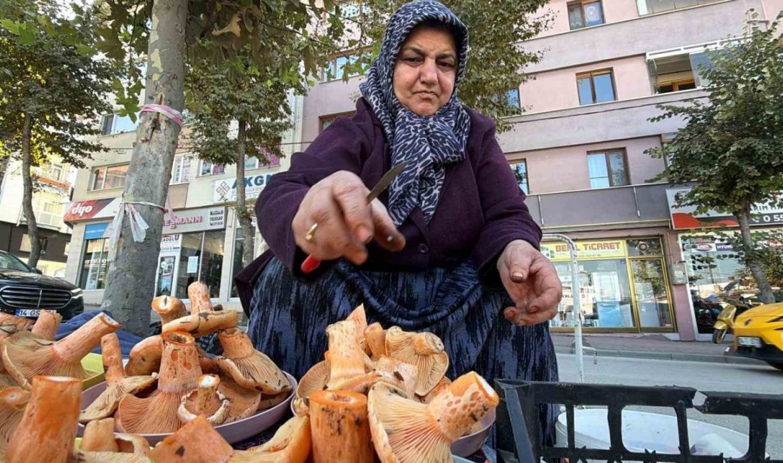 Bolu’da kanlıca mantarı sezonu başladı: Kilosu 600 liraya ulaşıyor 🔊 Haberi Sesli Dinle Hazır ▶ Dinle ⏸ Duraklat ⏹