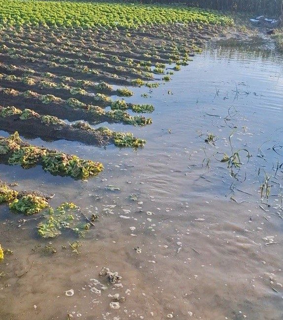 Sakarya’da geçen hafta yaşanan sağanak ve taşkınların ardından suların çekilmesiyle