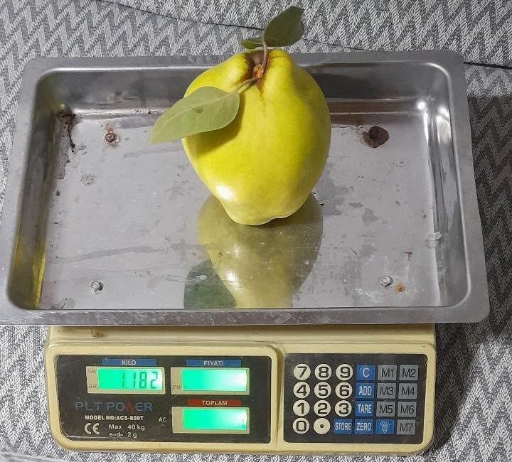Sakarya’da iki ayvanın toplam ağırlığı 1 kilo 876 grama ulaştı 🔊 Haberi Sesli Dinle Hazır ▶ Dinle ⏸ Duraklat ⏹