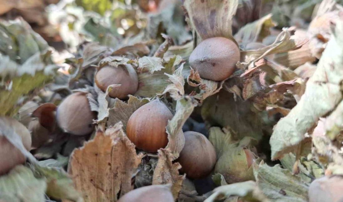 🔊 Haberi Sesli Dinle Hazır ▶ Dinle ⏸ Duraklat ⏹