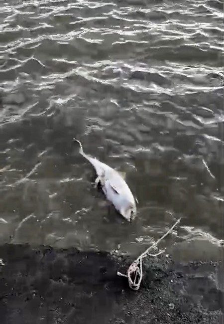 Fırtınanın ardından balıkçı barınağında ölü yunus bulundu 🔊 Haberi Sesli Dinle Hazır ▶ Dinle ⏸ Duraklat ⏹