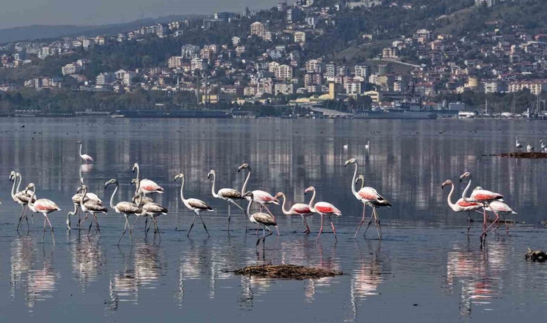 İzmit Körfezi’nde flamingoların büyüleyici konaklaması 🔊 Haberi Sesli Dinle Hazır ▶ Dinle ⏸ Duraklat ⏹