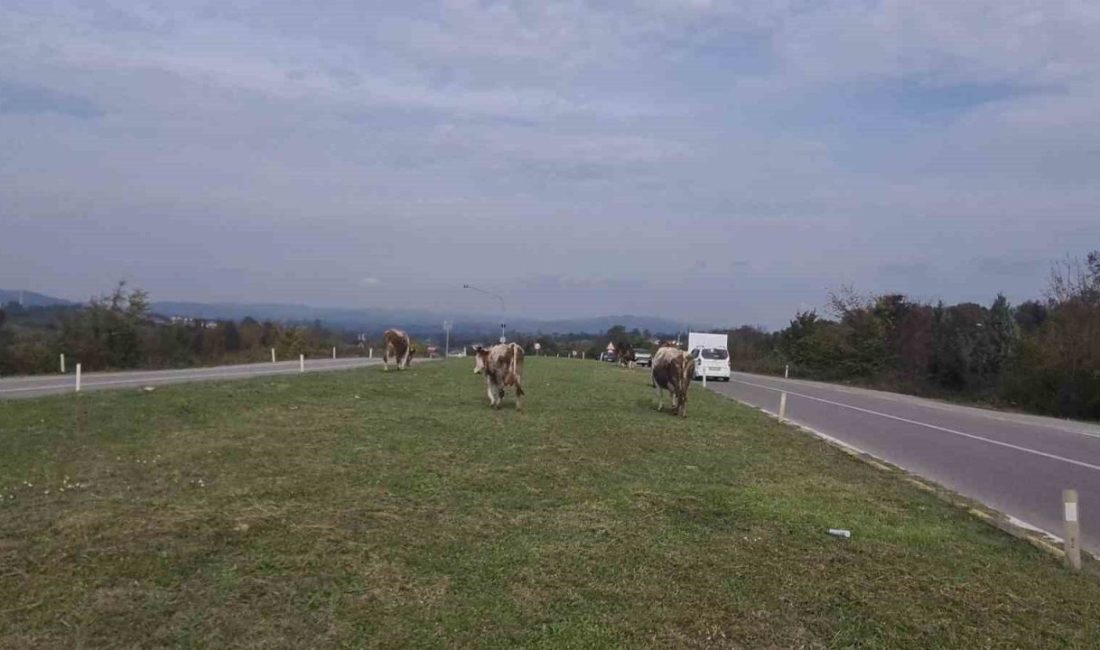 🔊 Haberi Sesli Dinle Hazır ▶ Dinle ⏸ Duraklat ⏹