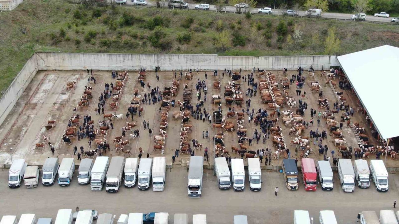 Kastamonu’da, çevre illerde görülen şap hastalığı nedeniyle il genelindeki tüm