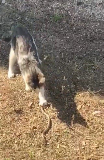 Bilecik’te bir kedinin yılanla oyunu kameraya yansıdı 🔊 Haberi Sesli Dinle Hazır ▶ Dinle ⏸ Duraklat ⏹