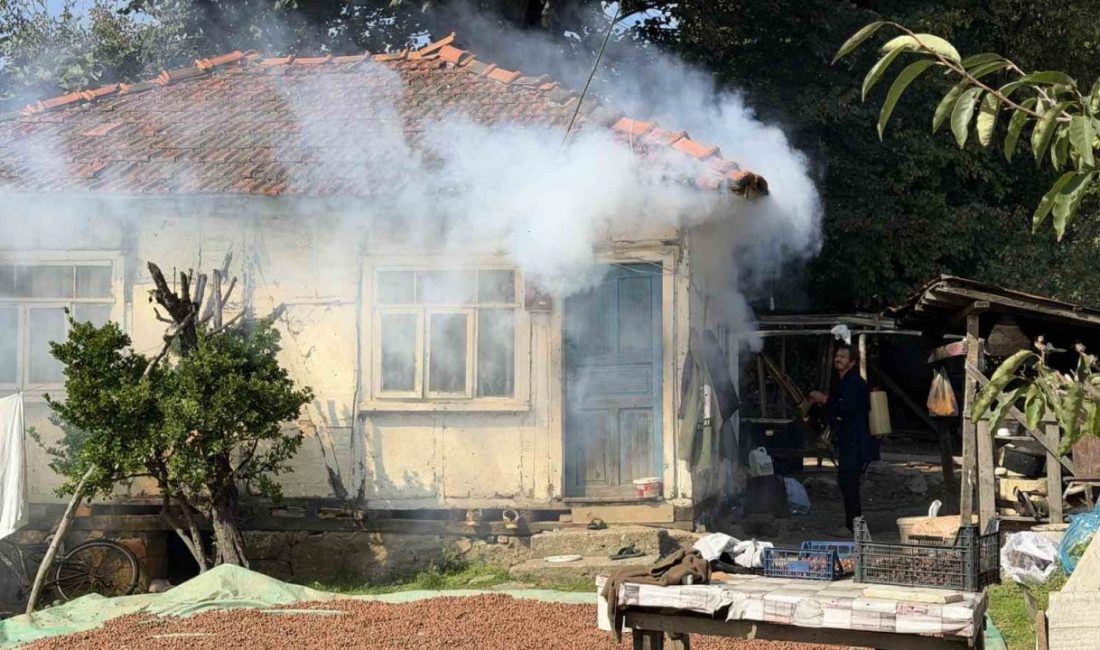Kahverengi kokarca Ferizli’de evleri sardı: Mücadeleye tavuk ve hindiler de katıldı 🔊 Haberi Sesli Dinle Hazır ▶ Dinle ⏸ Duraklat ⏹