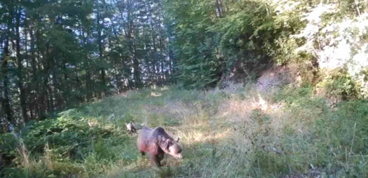 Sakarya’nın Akyazı ilçesindeki ormanlık alanlara yerleştirilen fotokapanlar, anne ayı ile