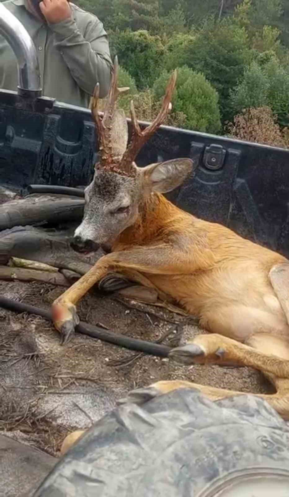 Bolu-Mudurnu yolu Akkayalar mevkisinde yaralı halde bulunan ceylan, Özcan Elmacı’nın